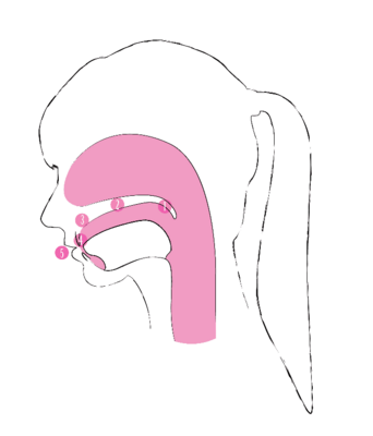 Kehlig / Gutteral (1), Gaumen / Palatal (2), Hinter den Zähnen / Retroflex (3), zwischen den Zähnen / Dental (4), an den Lippen / Labial (5)