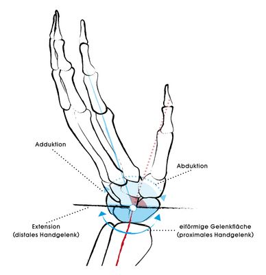 Verändert man in der Extension (Streckung) des (distalen) Handgelenks die Richtung der Handfläche, entspricht dies einer Ab- bzw. Adduktionsbewegung. Verändert man die Richtung der Finger, wäre dies eine Rotationsbewegung, wofür das (proximale) Handgelenk anatomisch nicht geeignet ist.