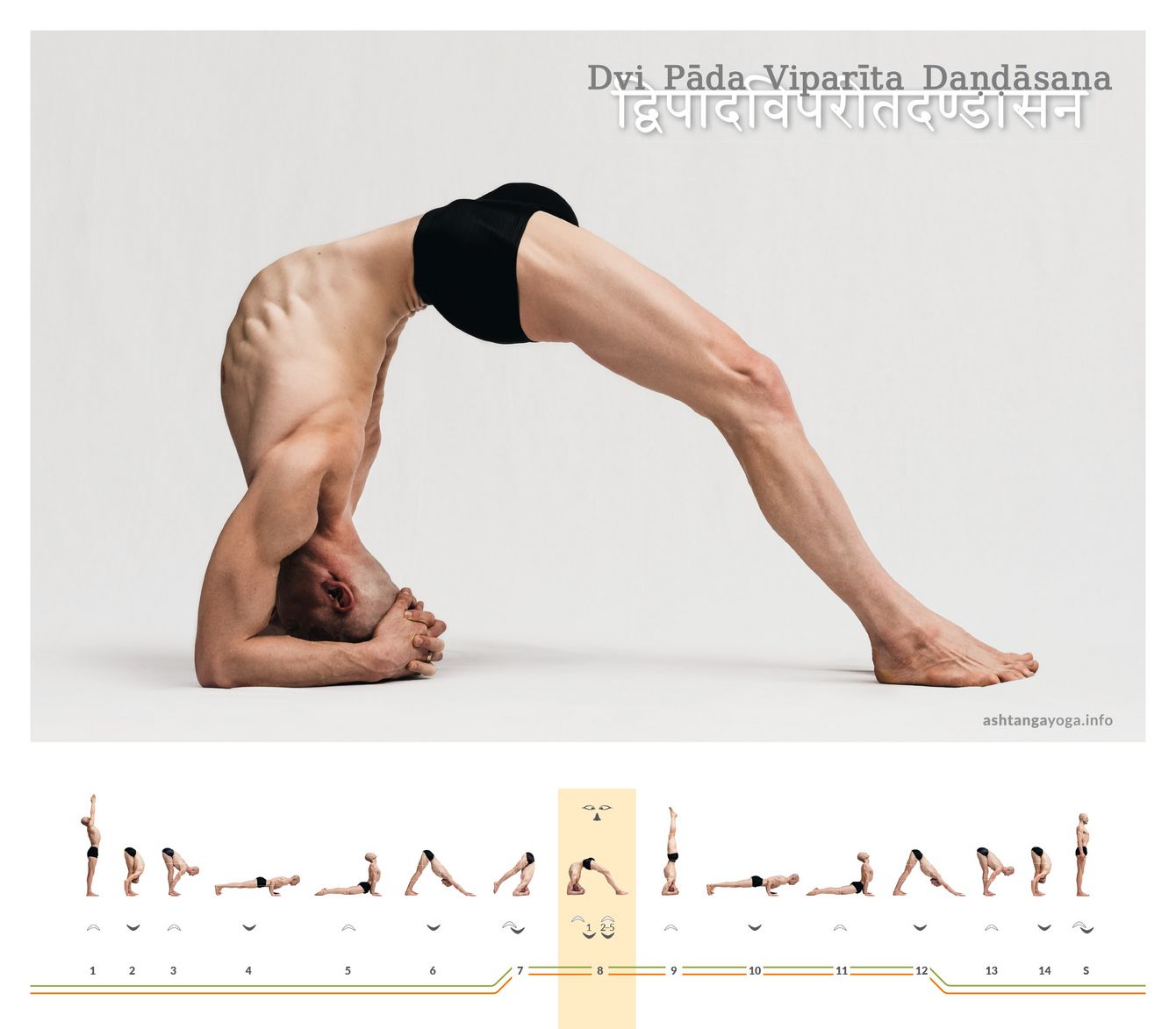Zwei Füße erden, Unterarme tragen: Dvi Pāda Viparīta Daṇḍāsana verlangt eine tiefe Rückbeuge aus der Brustwirbelsäule und starke, am Boden verwurzelte Beine.