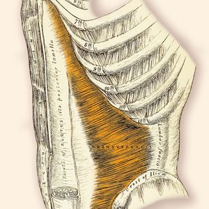 M. Transversus Abdominis - Querverlaufender Bauchmuskel