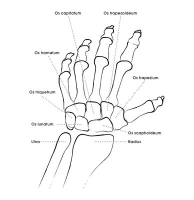 Die Anatomie von Hand und Unterarm mit den sieben Handwurzelknochen sowie Elle und Speiche.