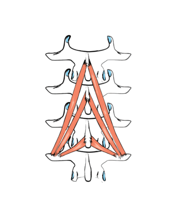 Die kürzesten und tiefsten Rückenmuskeln (Musculi Rotatores Brevi) ver­laufen fast horizontal von einem Wirbel zum nächsten, die Mm. Rotatores Longi schräg nach oben zum übernächsten. Die Mm. Multifidi überspringen  einen  oder  mehrere  Wirbel  und  verlaufen  dadurch  noch  schräger nach  oben.  Diese  Muskeln  können  zwei  oder  mehrere  Wirbel  gegen­einander rotieren lassen und sie etwas zur Seite bzw. nach hinten neigen.