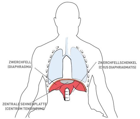 Das Zwerchfell (Diaphragma) mit seinen beiden Schenkeln (Crusdiaphragmatis) und den domkuppelartig sich nach oben in die zentrale Sehnenplatte (Centrum tendineum) vereinigenden Muskeln.