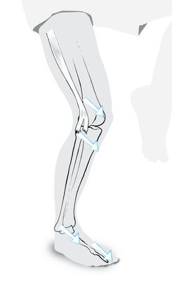Der Traktus Iliotibialis strahlt mit einigen  Fasern  in  das  Außenband und  hält  es  auch  bei  einem  ge­beugten  Knie  straff.  Ein  stabilisi­ertes Kniegelenk zeigt sich dadu­rch,  dass  Oberschenkelknochen, 
Schienbein,  Sprungbein  und  Fuß (2.  Zehe)  in  die  gleiche  Richtung ausgerichtet sind.