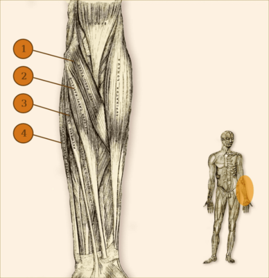 Medialis