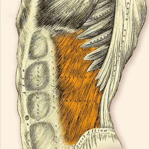 M. Obliquus Abdominis Externus - Äußerer schräger Bauchmuskel