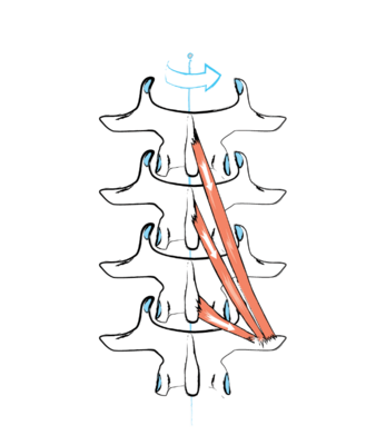 Gemeinsam  halten  die  kürzesten  und  tiefsten  Rückenmuskeln,  die Mm. Rotatores brevi und longi und die Mm. Multifidi, die Wirbel relativ zueinander in Balance. 