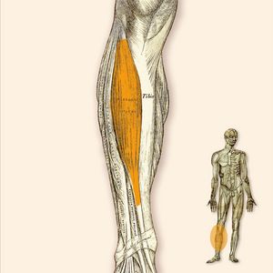 M. Tibialis Anterior - Vorderer Schienbeinmuskel