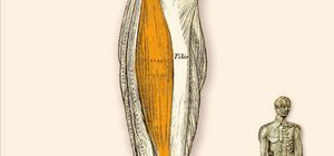 M. Tibialis Anterior - Vorderer Schienbeinmuskel
