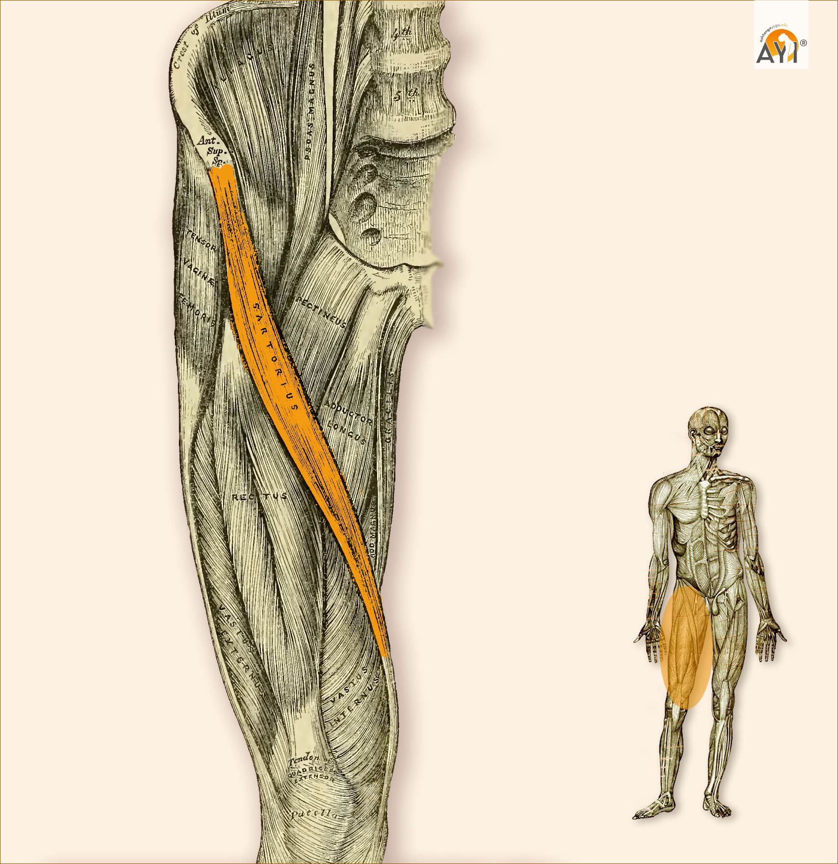 M Sartorius Schneidermuskel AshtangaYoga info