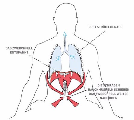 Entspannte Bauchatmung – Ausatmung: die seitlichen Bauchmuskeln (M. Obliquus Abdominis Externus und Internus) kontrahieren (rote Pfeile) und schieben die Bauchorgane dem Zwerchfell entgegen. Dieses entspannt und sinkt weit zurück in den Brustraum (weiße Pfeile). Luft wird aus der Lunge herausgeschoben (blaue Pfeile).