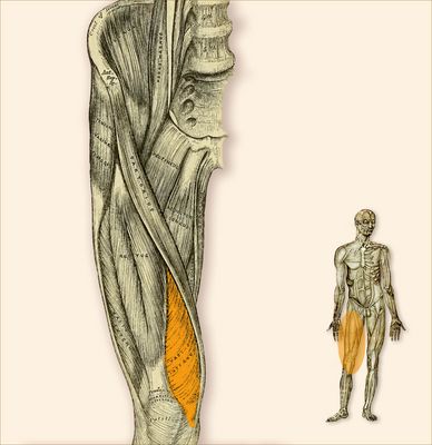 Vastus Medialis - Zur Mitte gelegener breiter Muskel
