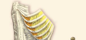 Mm. Intercostales Interni - Innere Zwischenrippenmuskeln