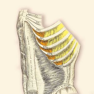 Mm. Intercostales Interni - Innere Zwischenrippenmuskeln