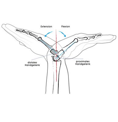 Das körpernahe (proximale) Handgelenk ist vor allem für die Beugung (Flexion), das körperferne (distale) für die Streckung (Extension)verantwortlich.