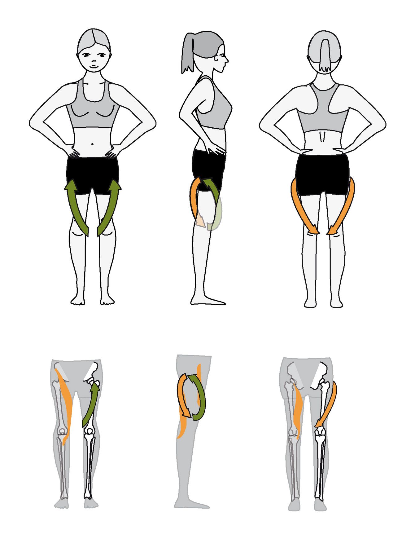 Das Oberschenkel Bandhalign® bringt den Oberschenkel in eine leicht außenrotierende Vorspannung relativ zum Unterschenkel (Tibia) und Becken. Zudem bringt es das Knie- und das Hüftgelenk jeweils in eine Flexions-Aktivierung. Damit balanciert es Hüftgelenk und Kniegelenk und gleicht den Druck auf die jeweiligen Gelenkknorpel aus.